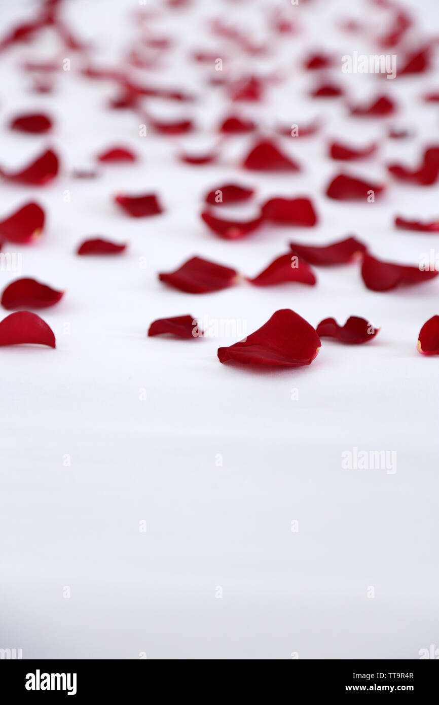 Red petals on bed, close up Stock Photo
