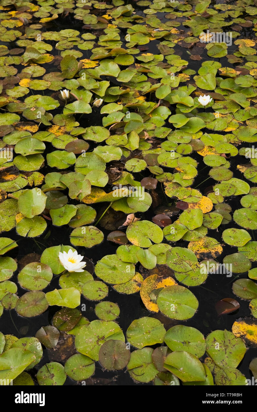 White and yellow Nymphaea - water lily flowers on the surface of a pond Stock Photo