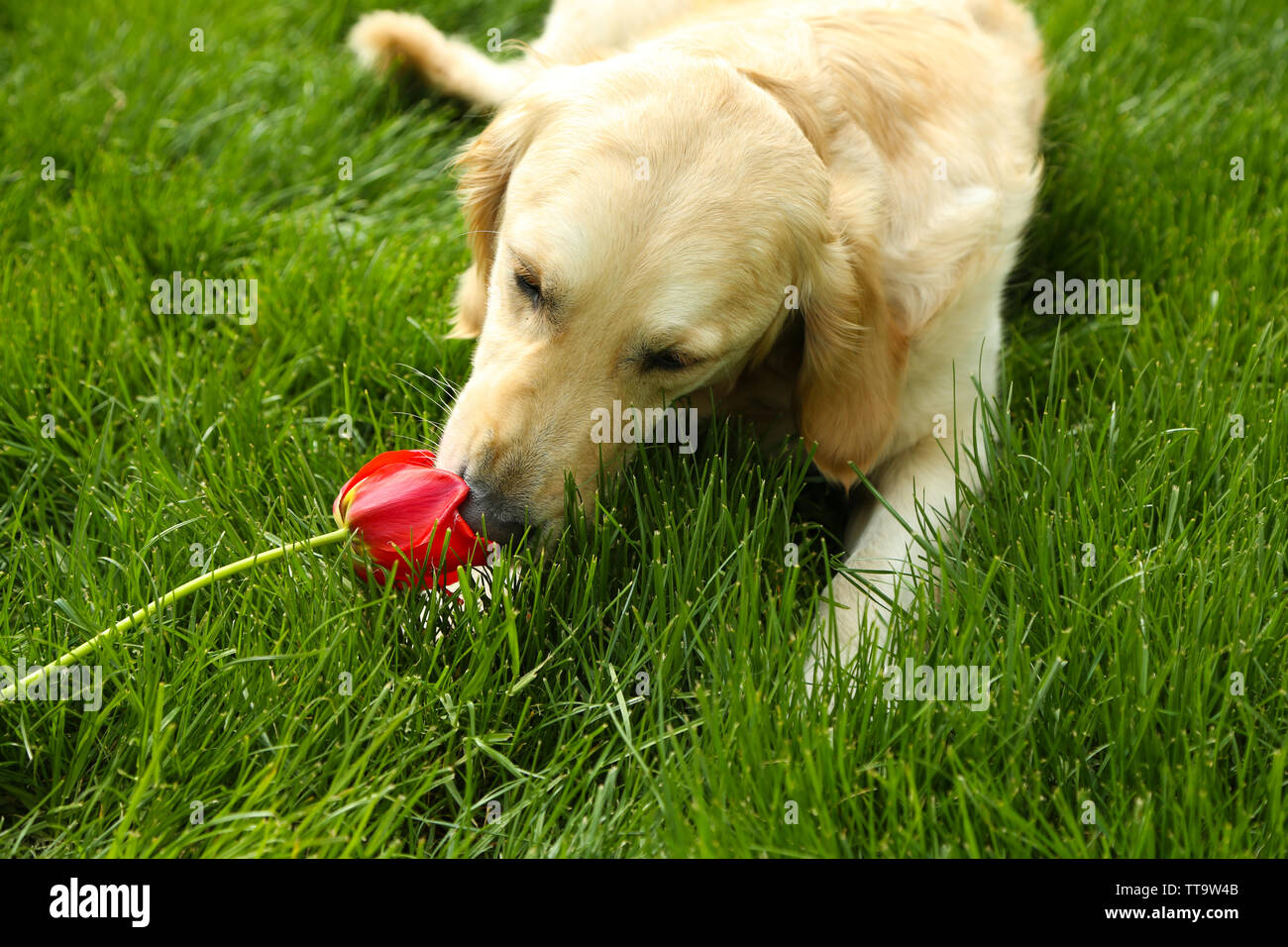 Image showcasing Adorable Labrador lying on green grass, outdoors Stock Photo - Alamy