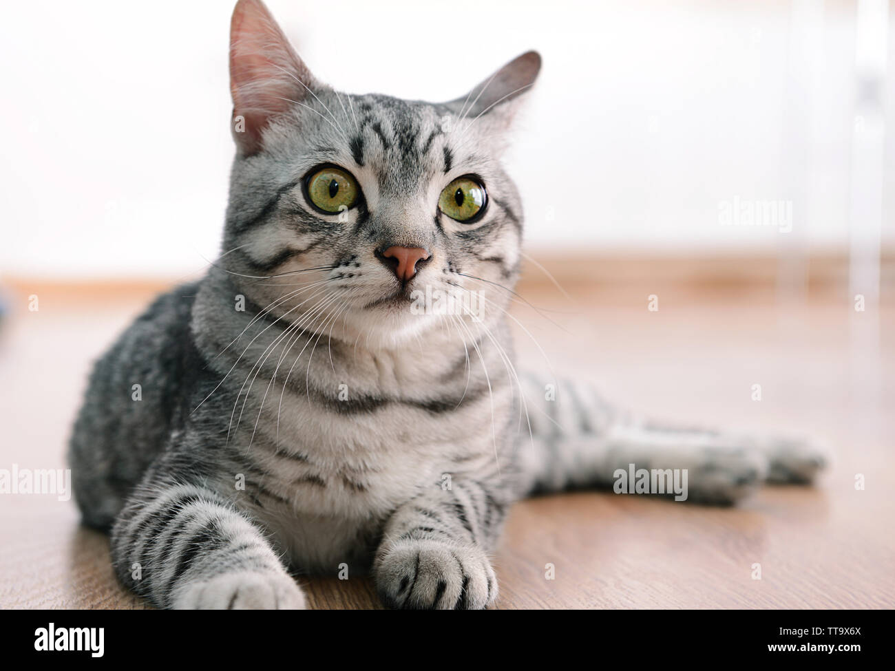 Beautiful cat lying on floor close-up Stock Photo - Alamy