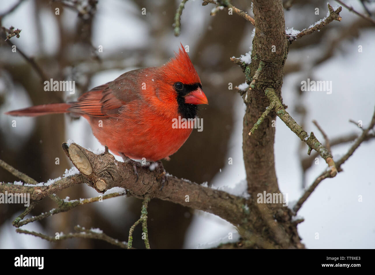 Rare cardinals, red birds half white, Louisville Leucistic birds