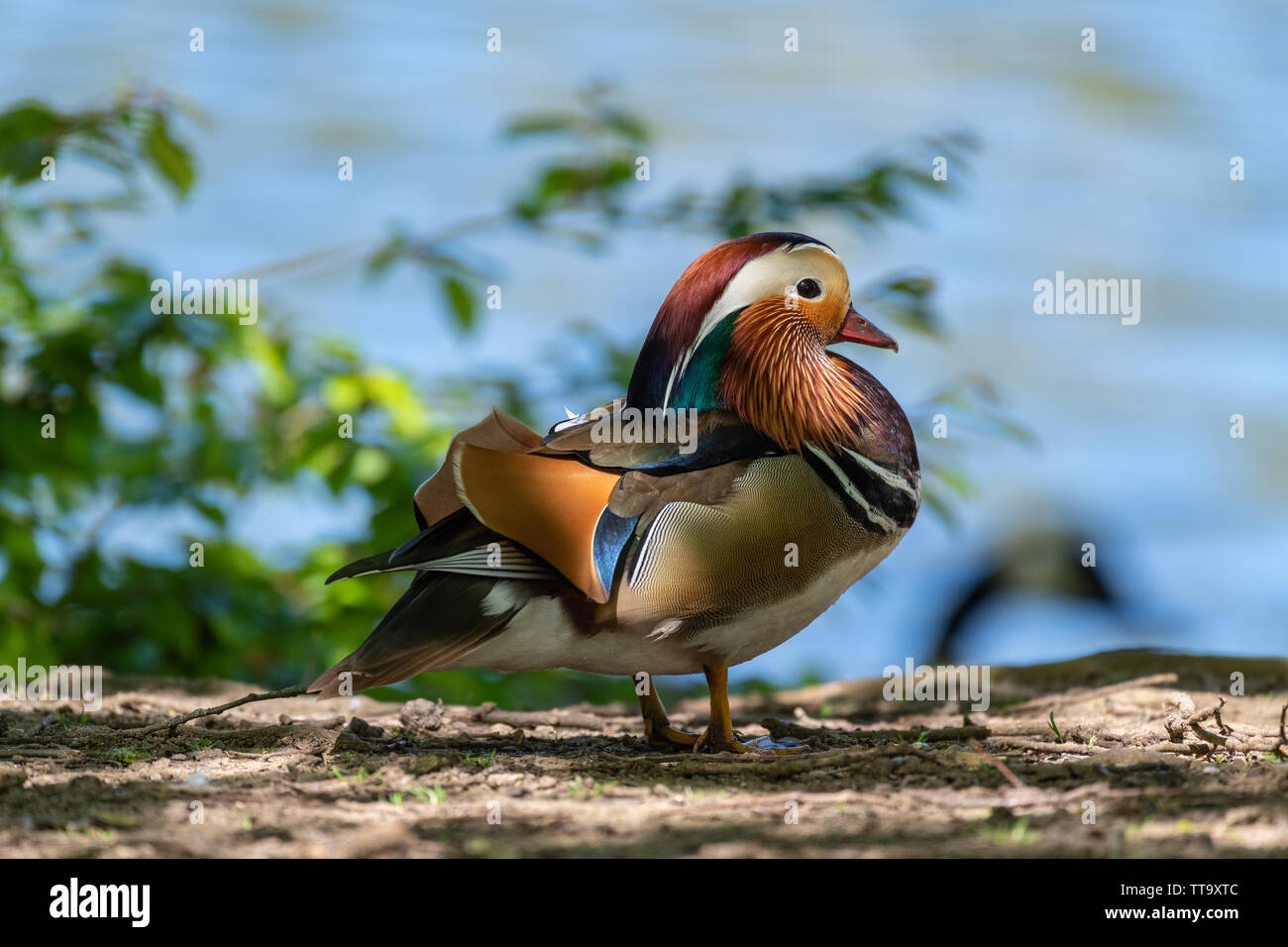 Mandarin duck male (Aix galericulata Stock Photo - Alamy