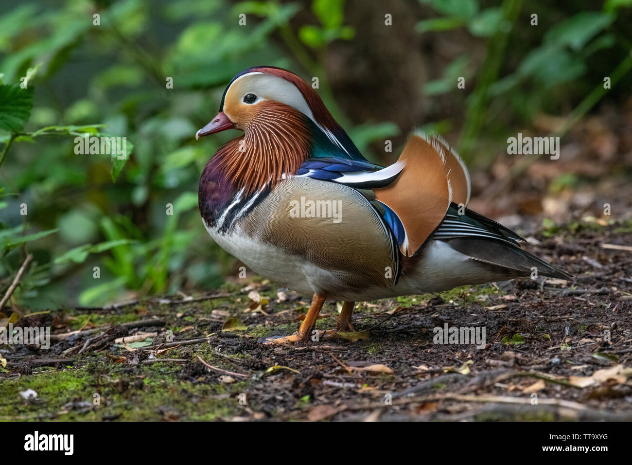 Mandarin duck male (Aix galericulata Stock Photo - Alamy