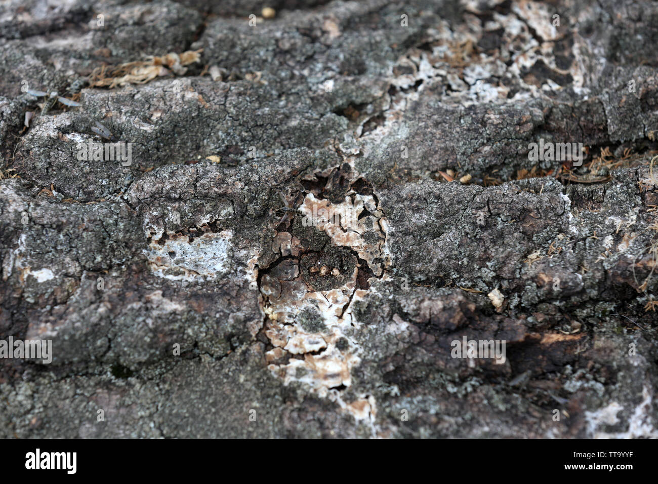 Tree Bark Texture Examples Tree bark texture Stock Photo - Alamy