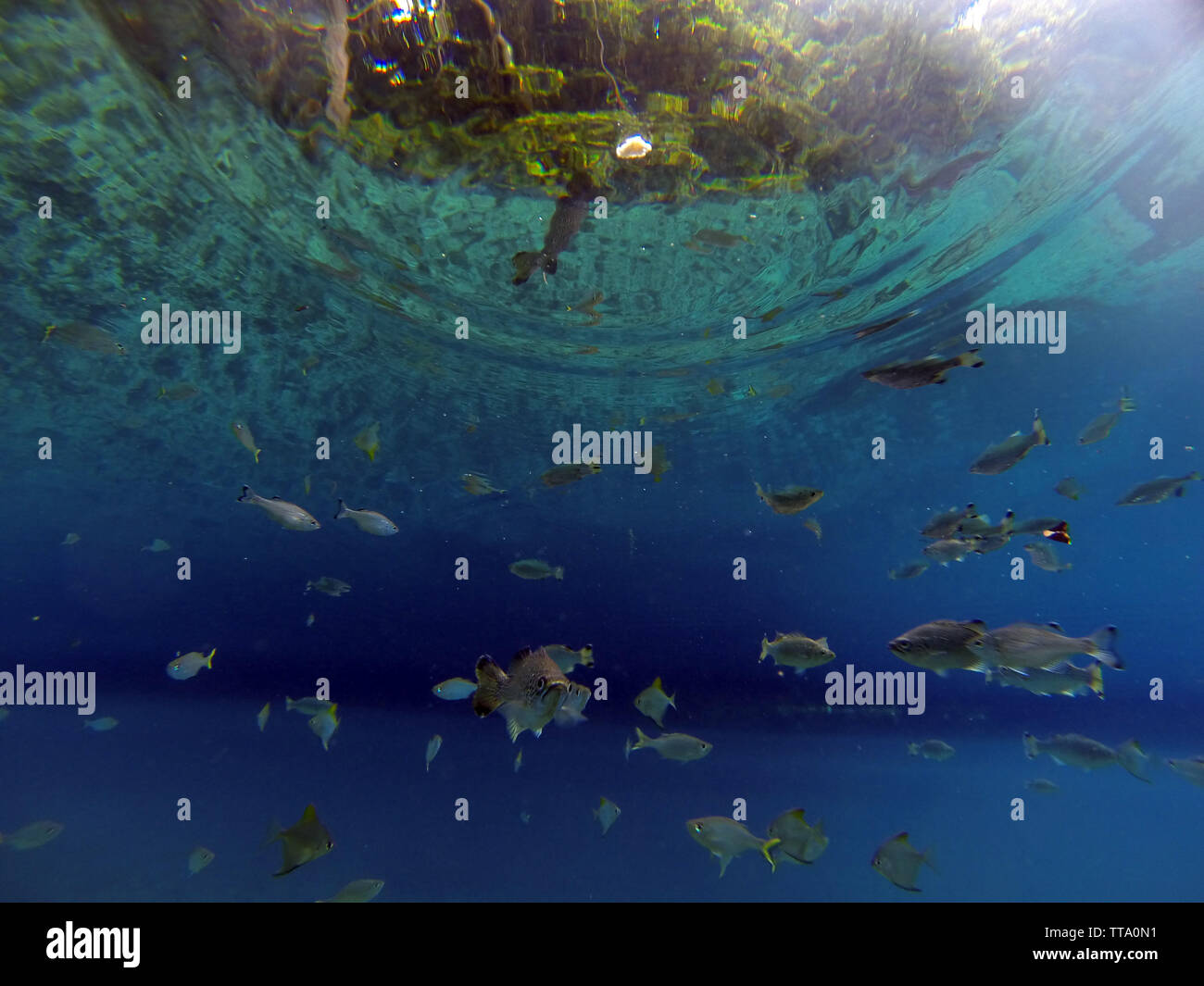 Freshwater fish in RiRi blue hole, Espiritu Santo, Vanuatu Stock Photo