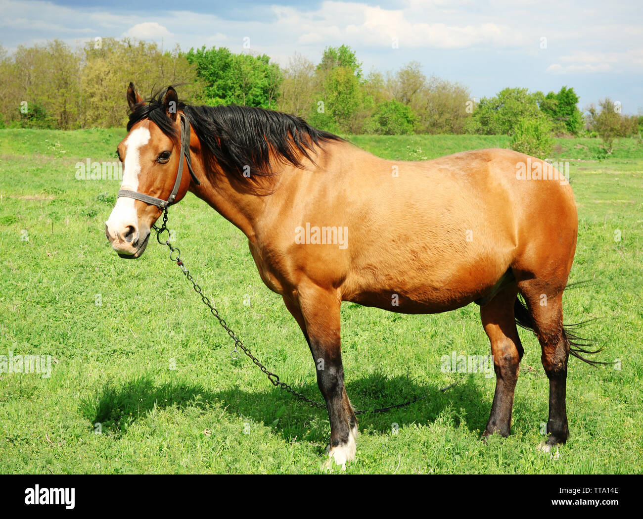 Beautiful brown horse in pasture Stock Photo - Alamy
