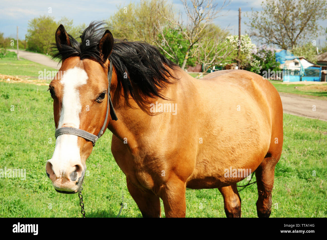Beautiful brown horse in pasture Stock Photo - Alamy