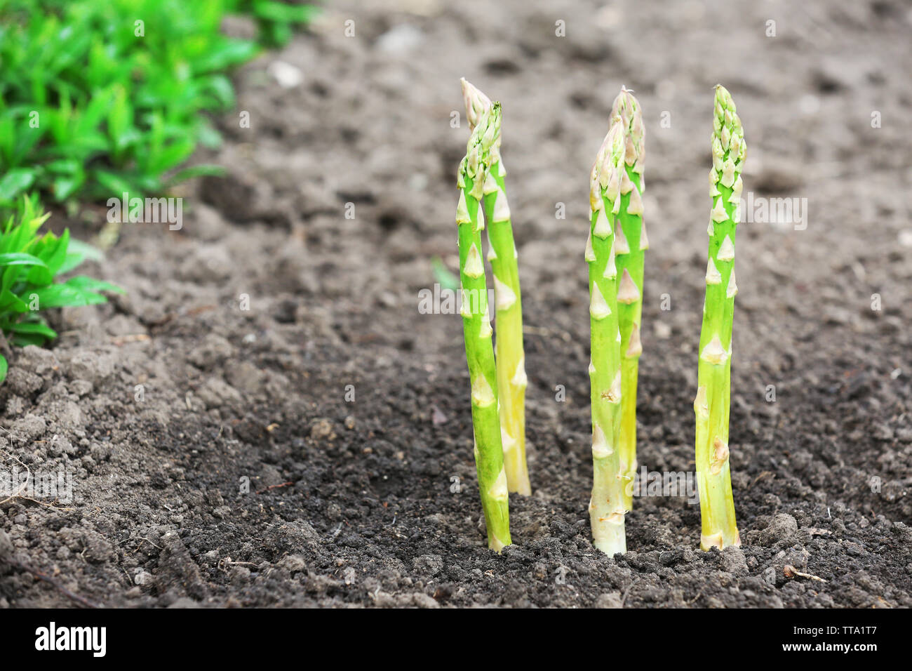 Organic farming asparagus in black soil Stock Photo Alamy