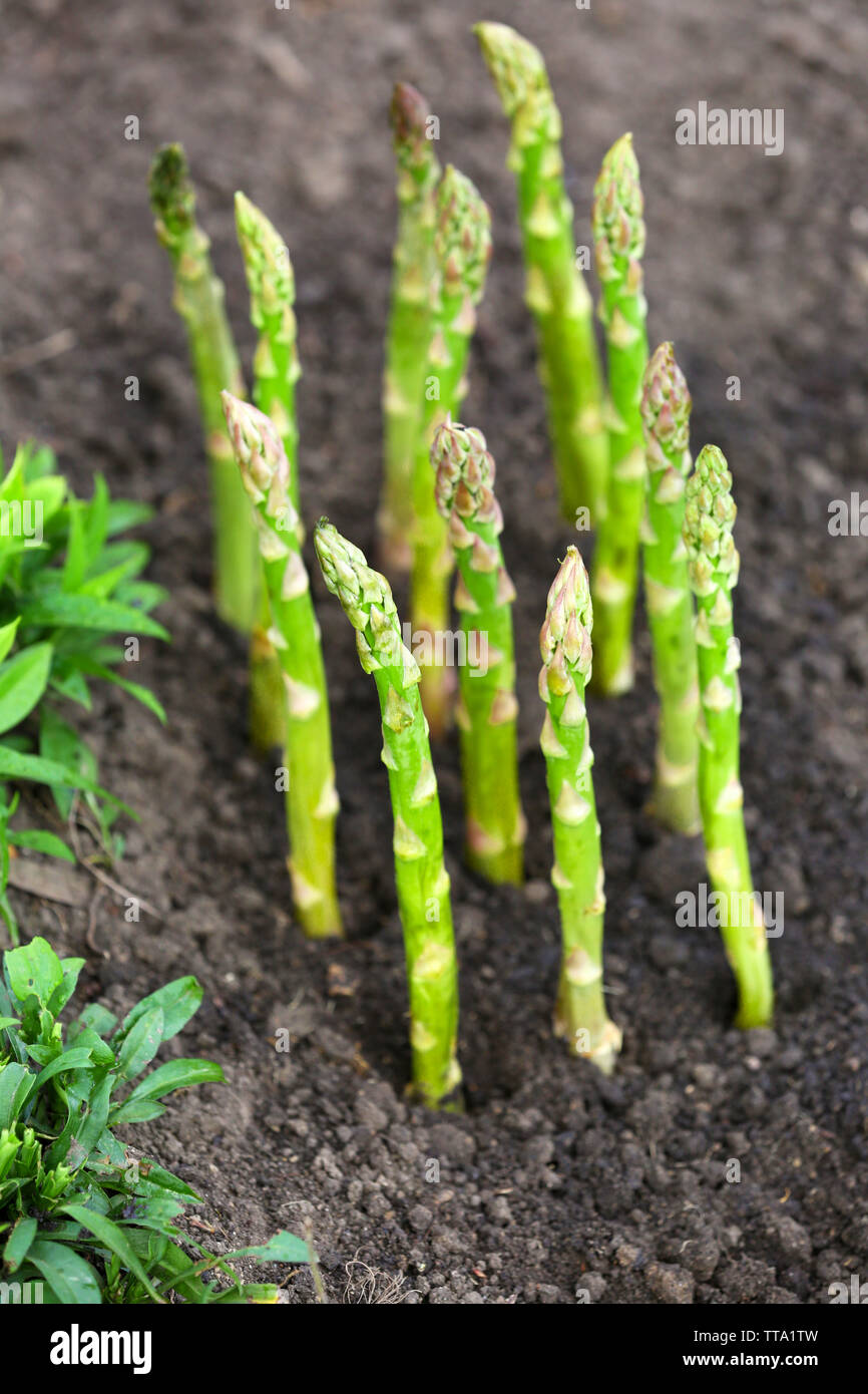 Organic farming asparagus in black soil Stock Photo Alamy