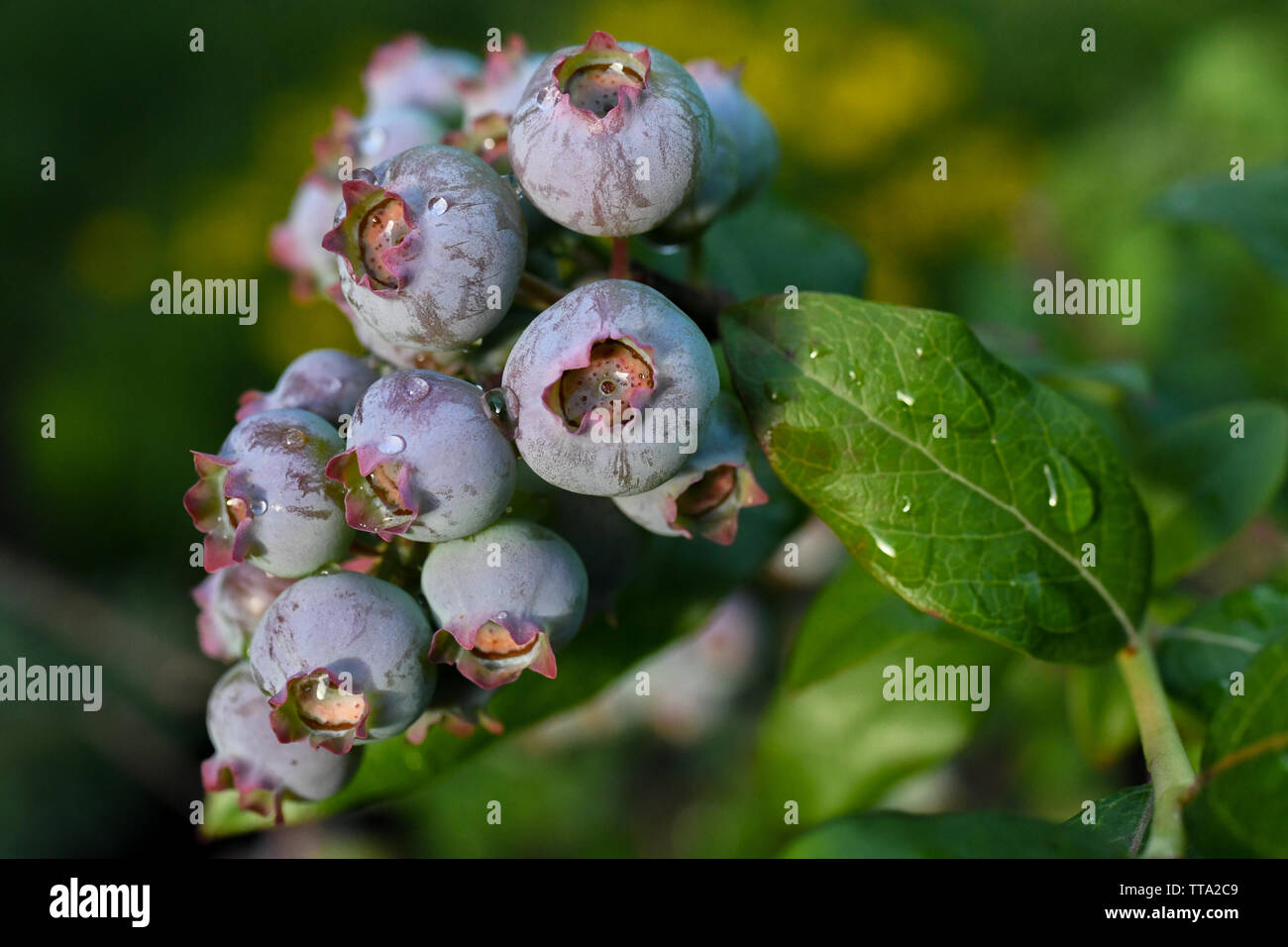 Ripening blueberries on an organic blueberry bush blueberry plant