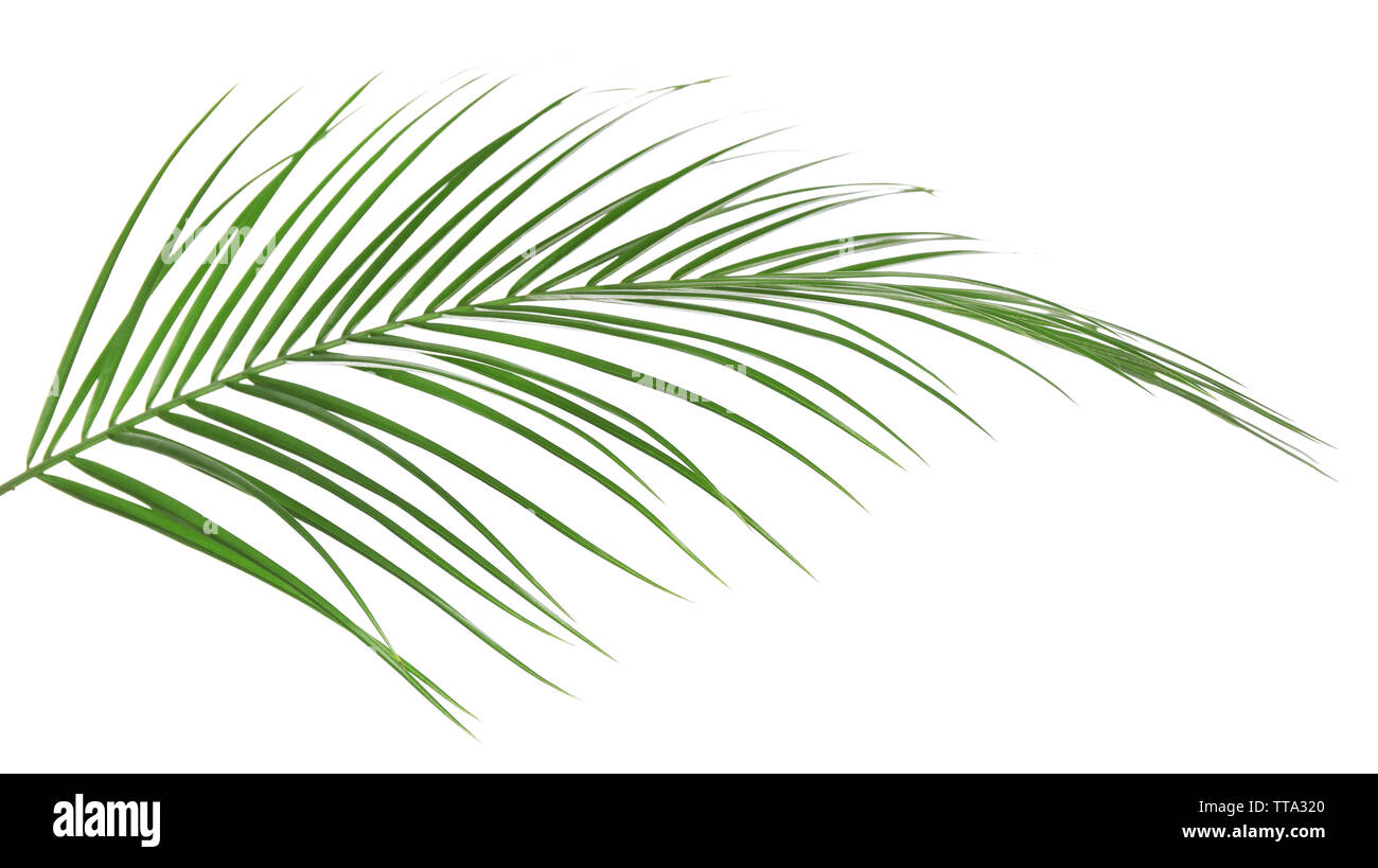 Beautiful palm leaf isolated on white Stock Photo - Alamy