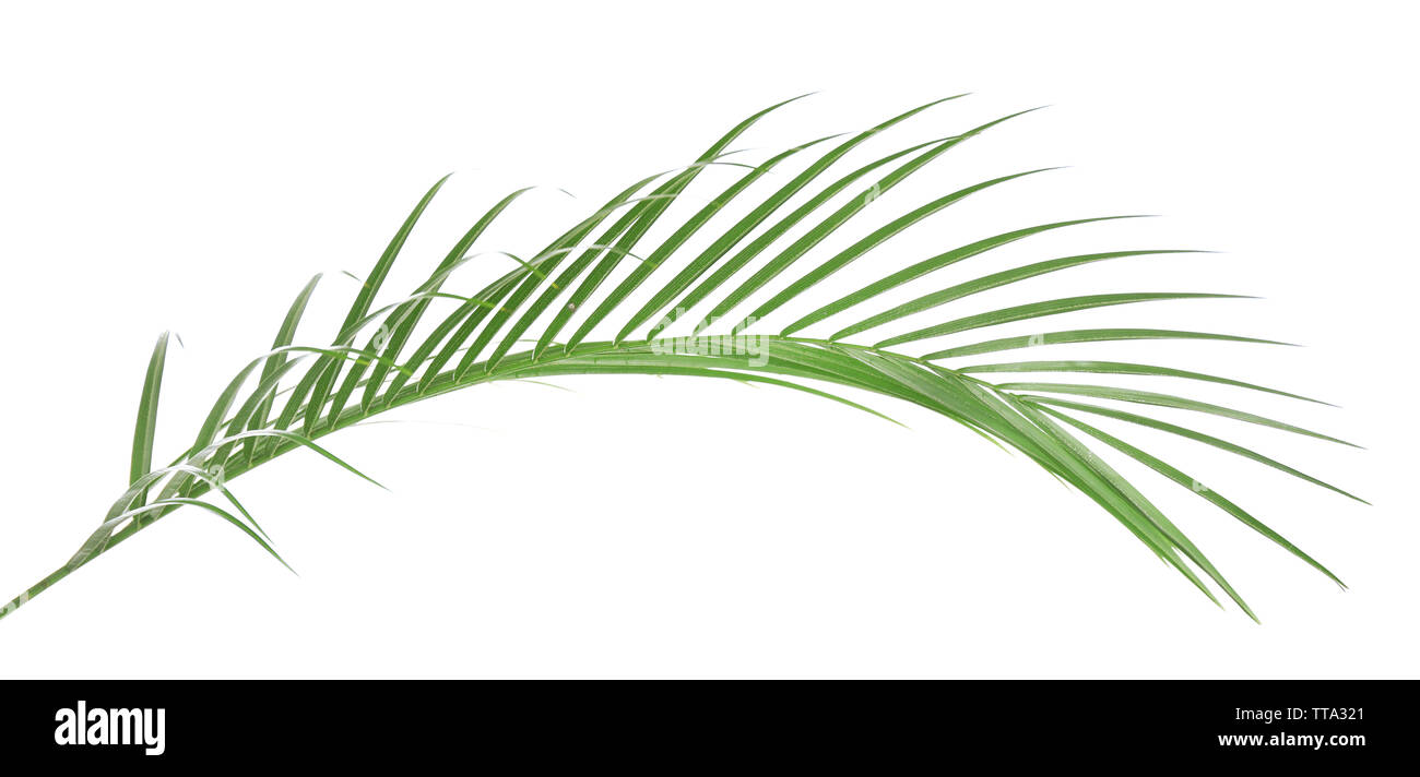 Beautiful palm leaf isolated on white Stock Photo - Alamy