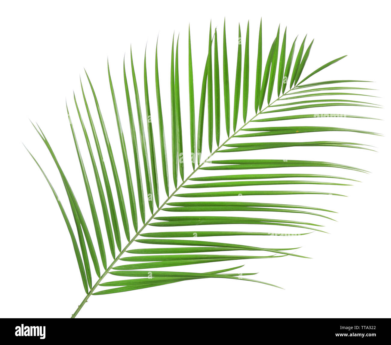 Beautiful palm leaf isolated on white Stock Photo - Alamy