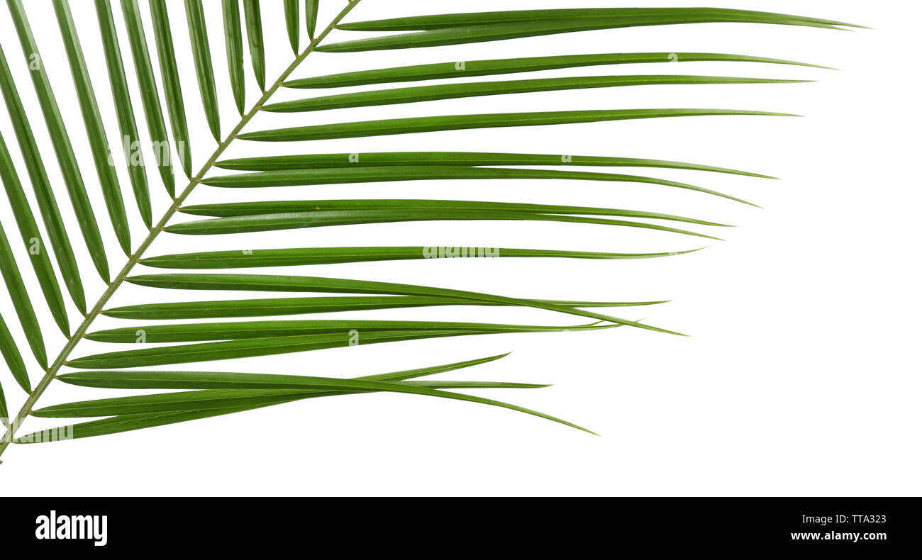 Beautiful palm leaf isolated on white Stock Photo - Alamy
