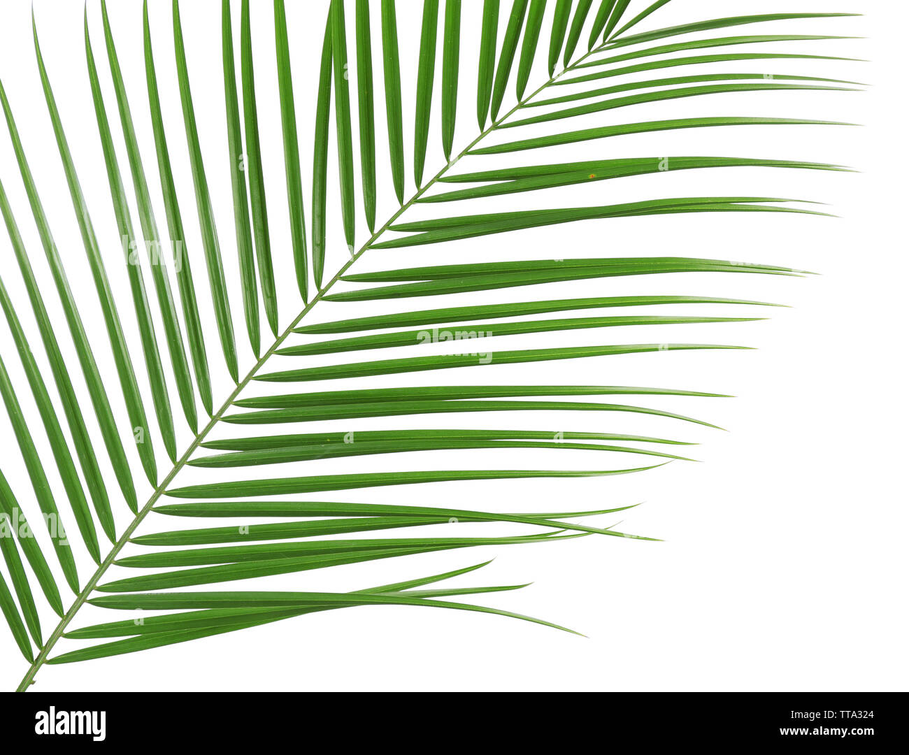 Beautiful palm leaf isolated on white Stock Photo - Alamy