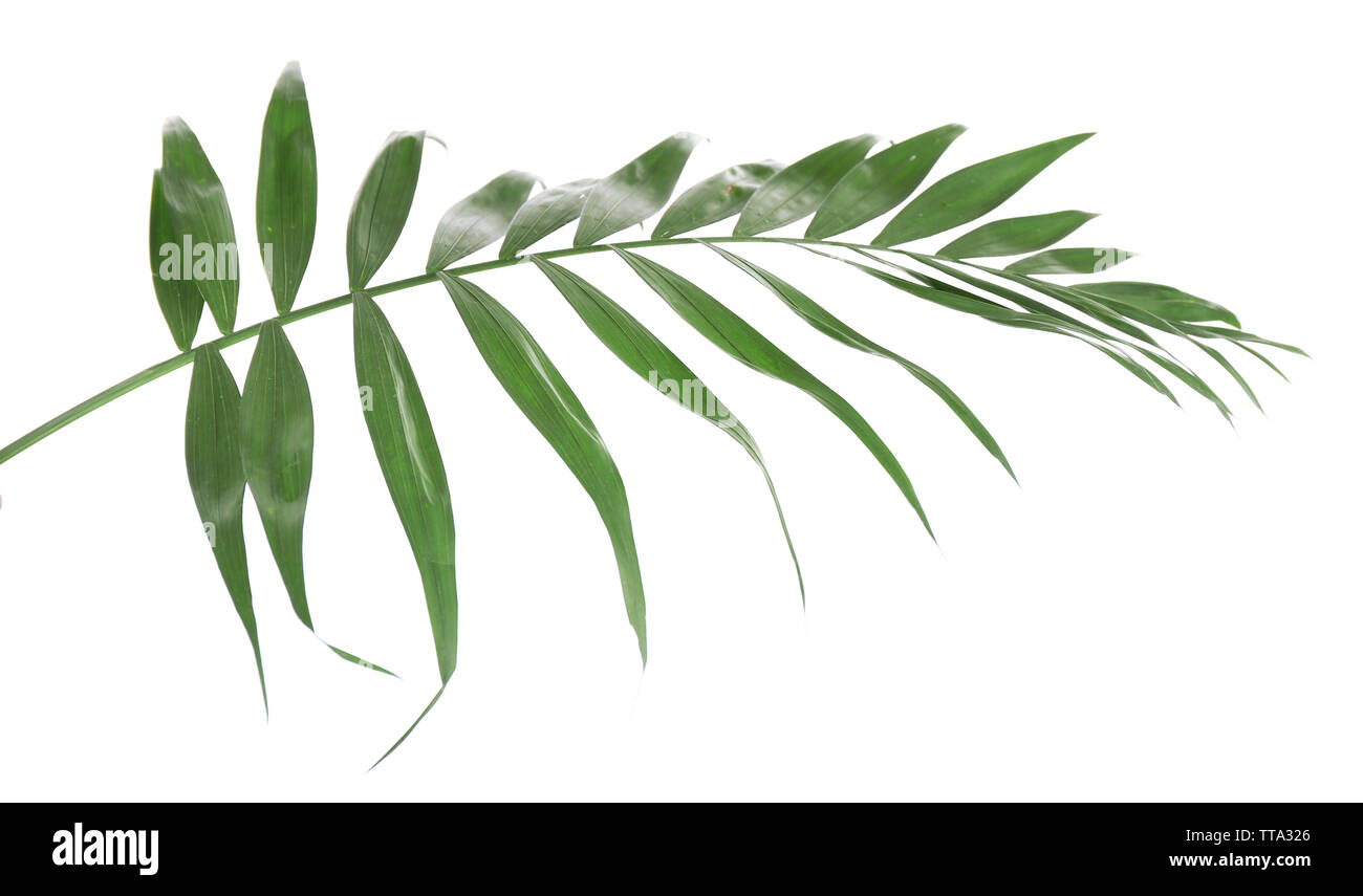 Beautiful palm leaf isolated on white Stock Photo - Alamy