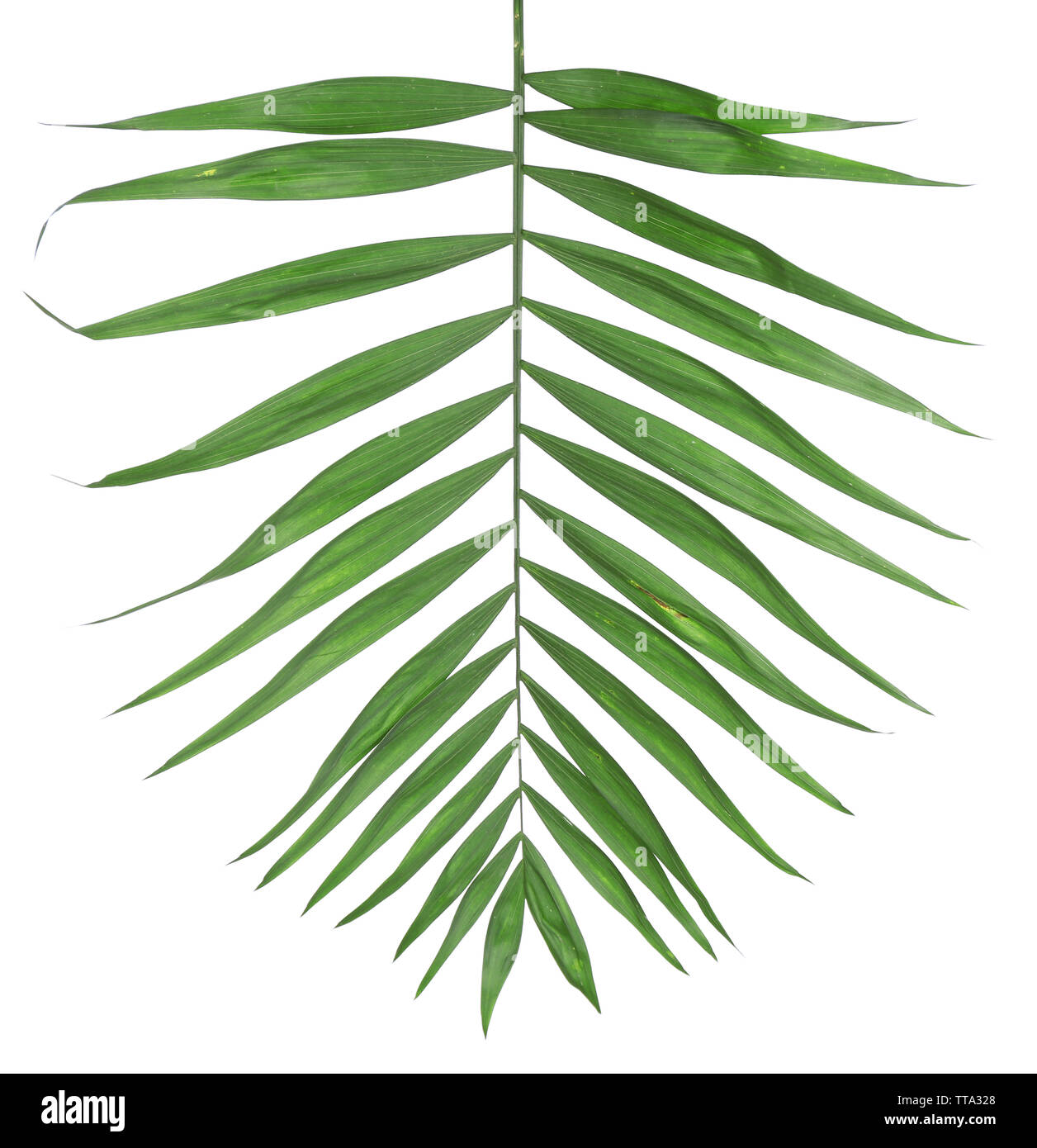 Beautiful palm leaf isolated on white Stock Photo - Alamy