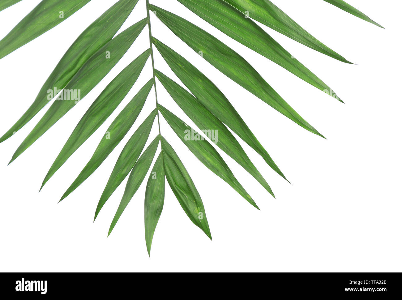 Beautiful palm leaf isolated on white Stock Photo - Alamy