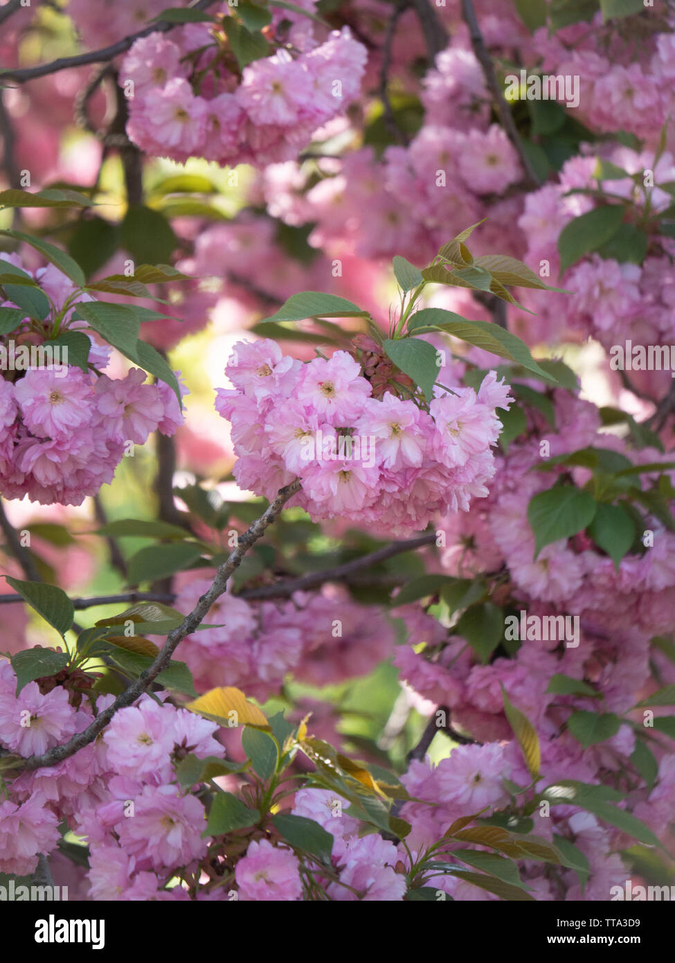 cherry blossoms in spring Stock Photo