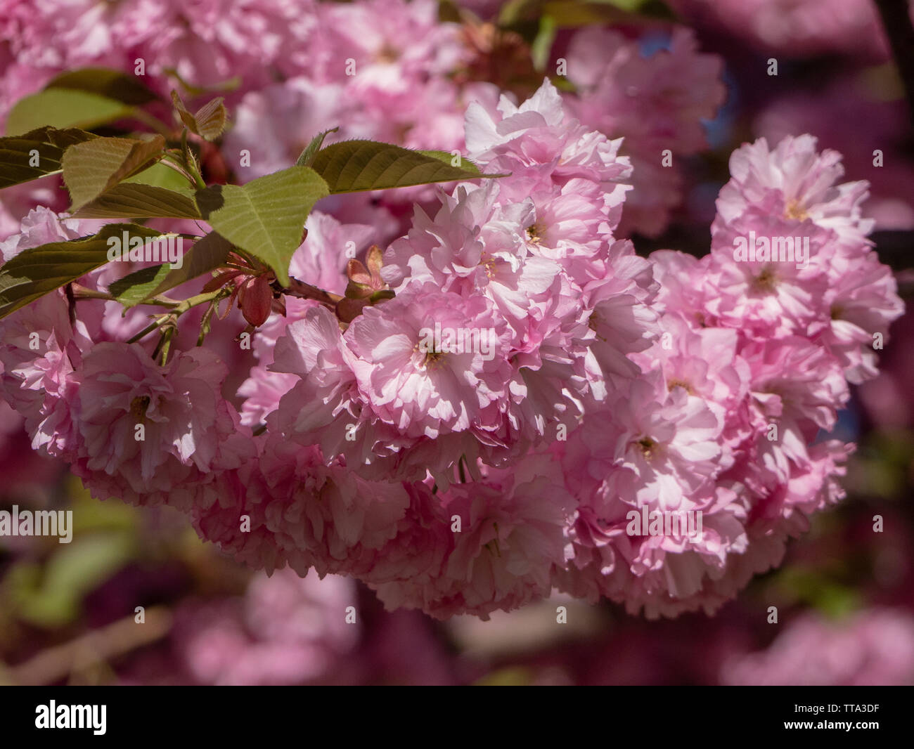 cherry blossoms in spring Stock Photo