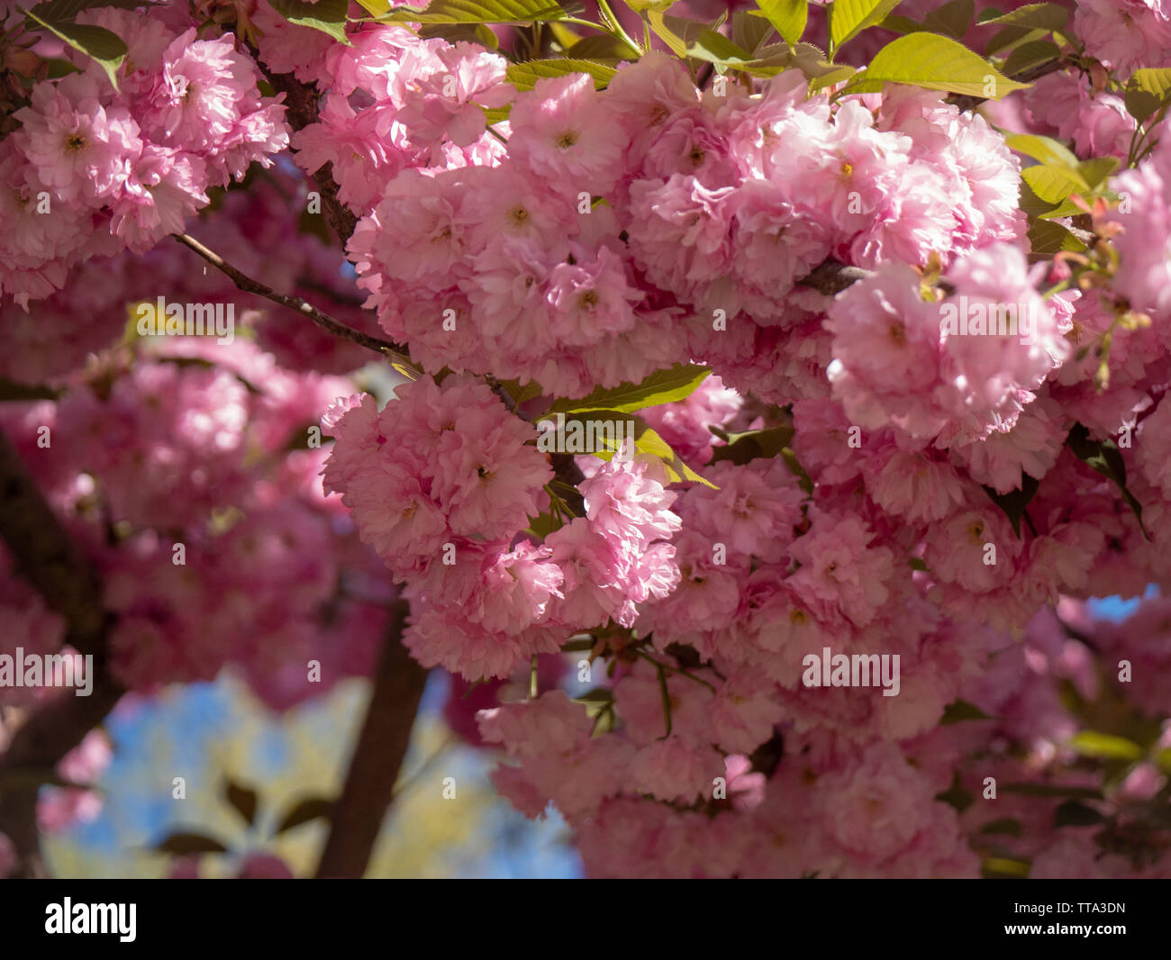 cherry blossoms in spring Stock Photo