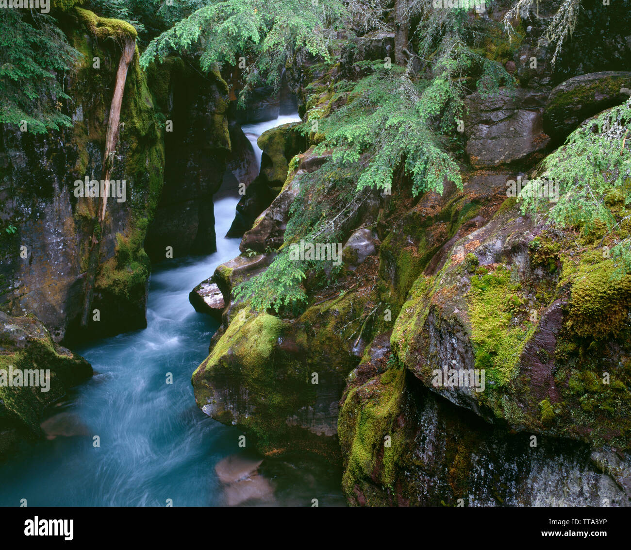 usa-montana-glacier-national-park-avalanche-creek-flows-through