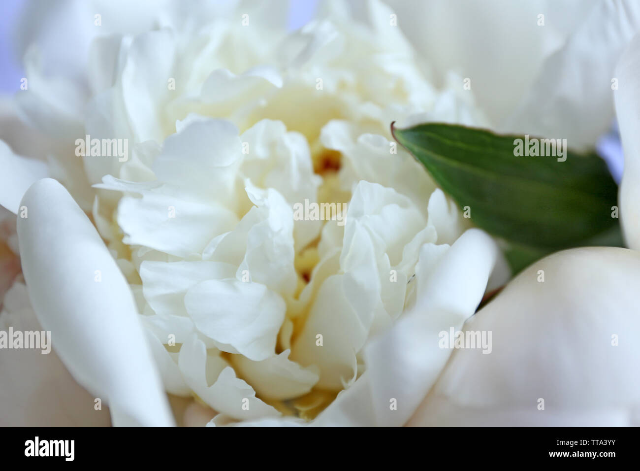 Beautiful white peonies close up Stock Photo - Alamy