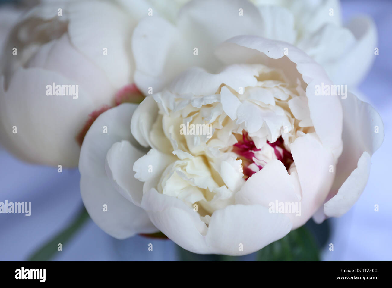 Beautiful white peonies close up Stock Photo - Alamy