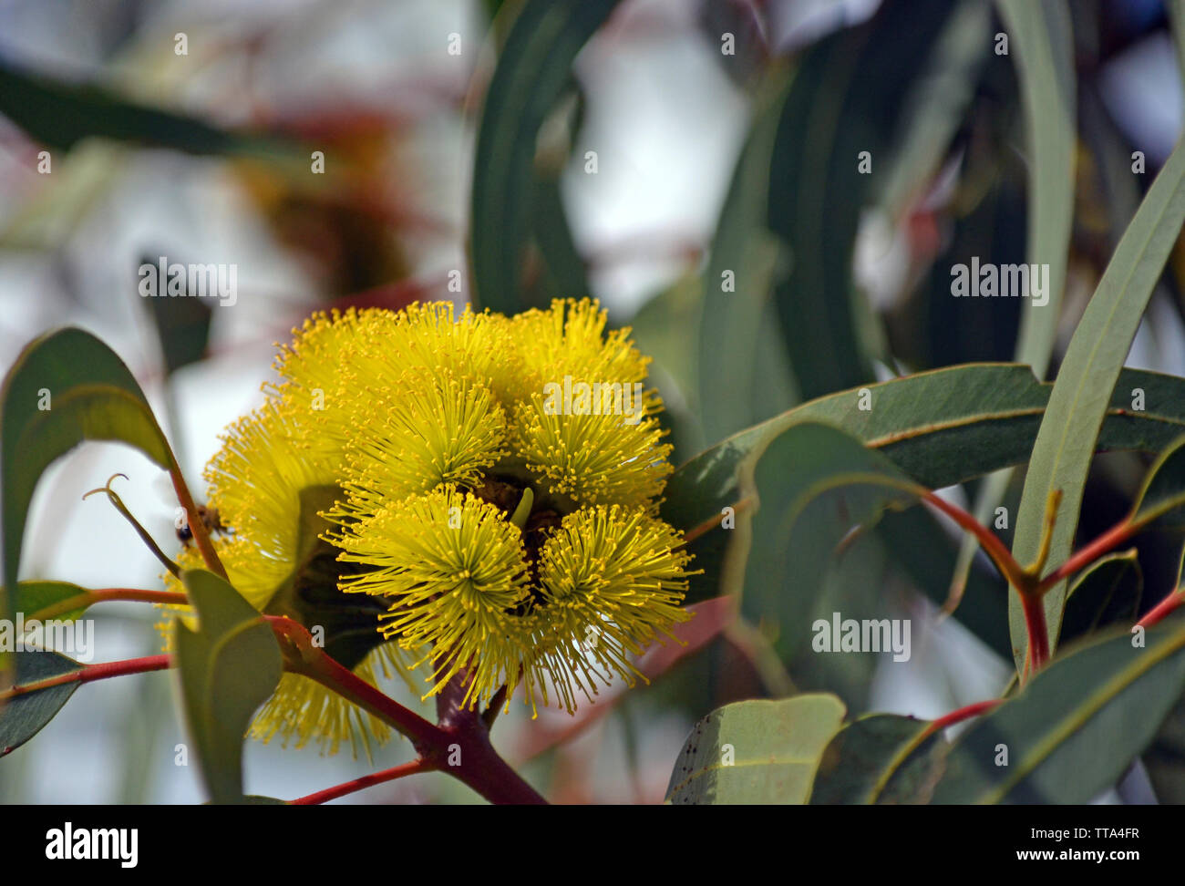 Vibrant yellow flowers of the mallee gum tree Eucalyptus erythrocorys, family Myrtaceae. Also known as the Illyarrie, Red capped Gum or Helmet nut gum Stock Photo