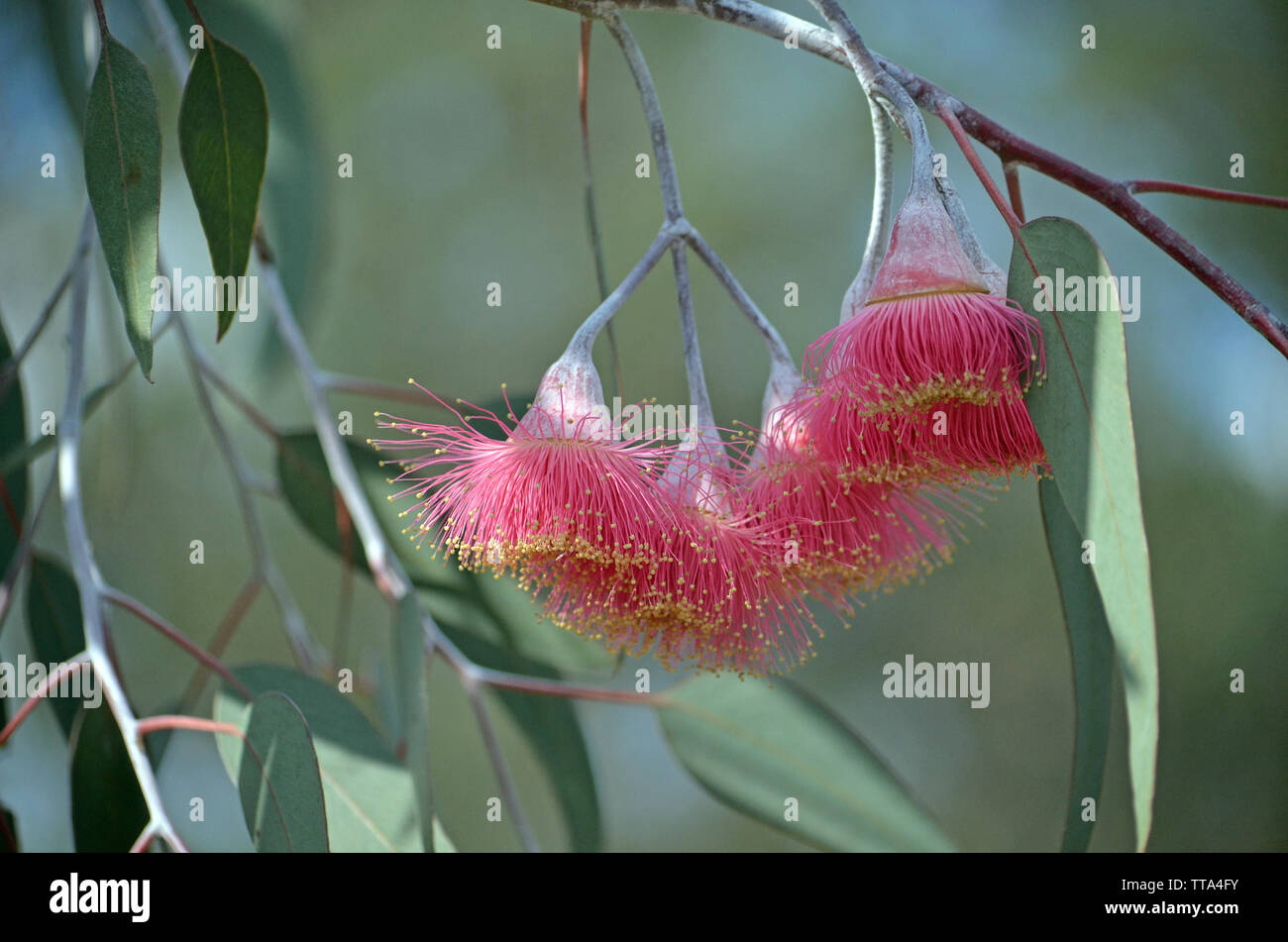 Pink blossoms of the Australian native mallee tree Eucalyptus caesia, subspecies magna, family Myrtaceae. Common name Silver Princess Stock Photo