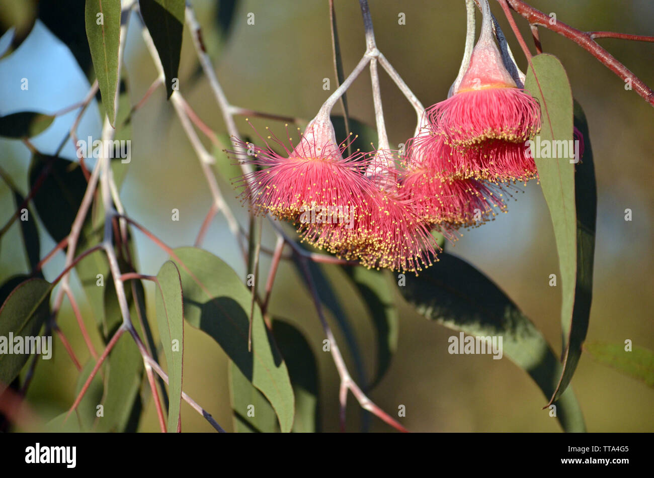 Pink blossom of the Australian native mallee tree Eucalyptus caesia, subspecies magna, family Myrtaceae, under a blue sky. Common name Silver Princess Stock Photo