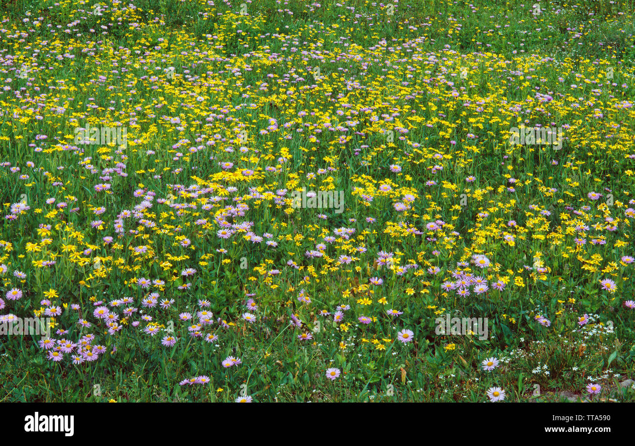 USA, Montana, Glacier National Park, Showy fleabane and arnica bloom in meadow below Logan Pass. Stock Photo