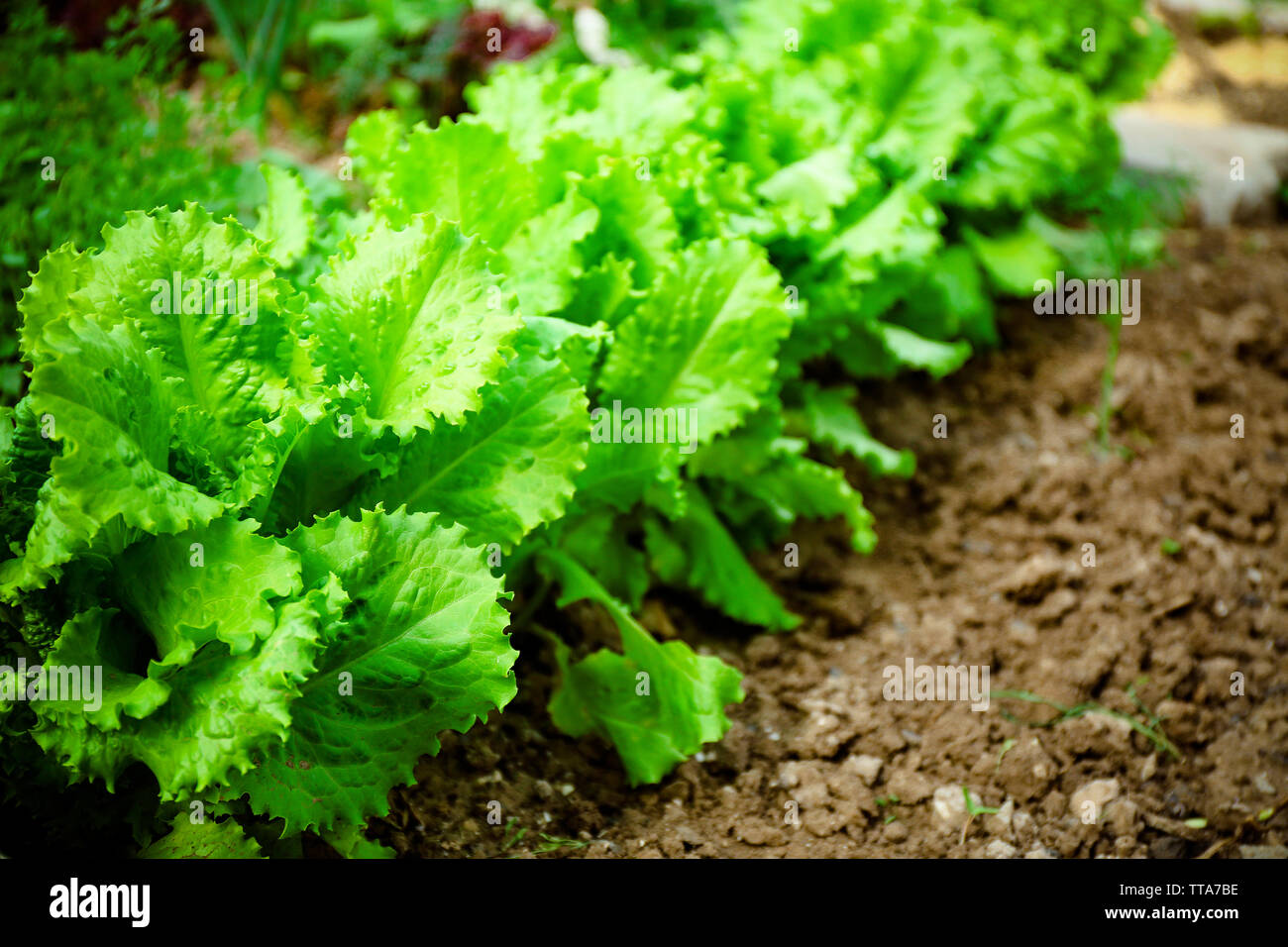Bed of lettuce Stock Photo Alamy