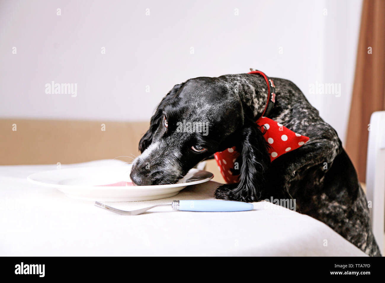 Dog stealing food from table Stock Photo Alamy