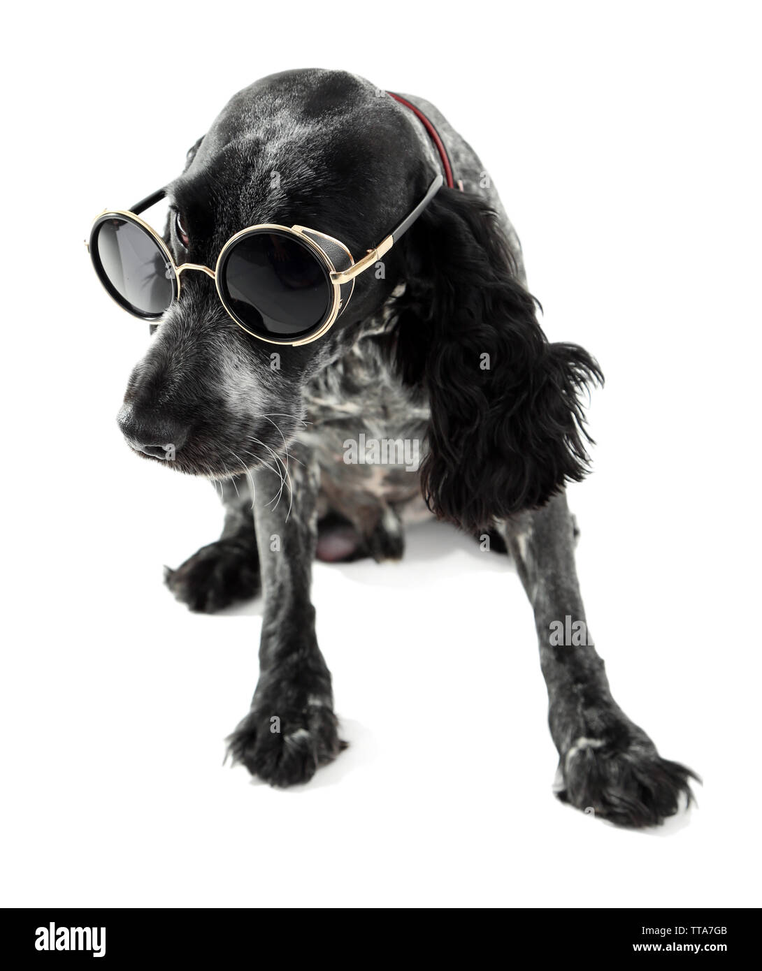 Cute dog with sunglasses isolated on white background Stock Photo - Alamy