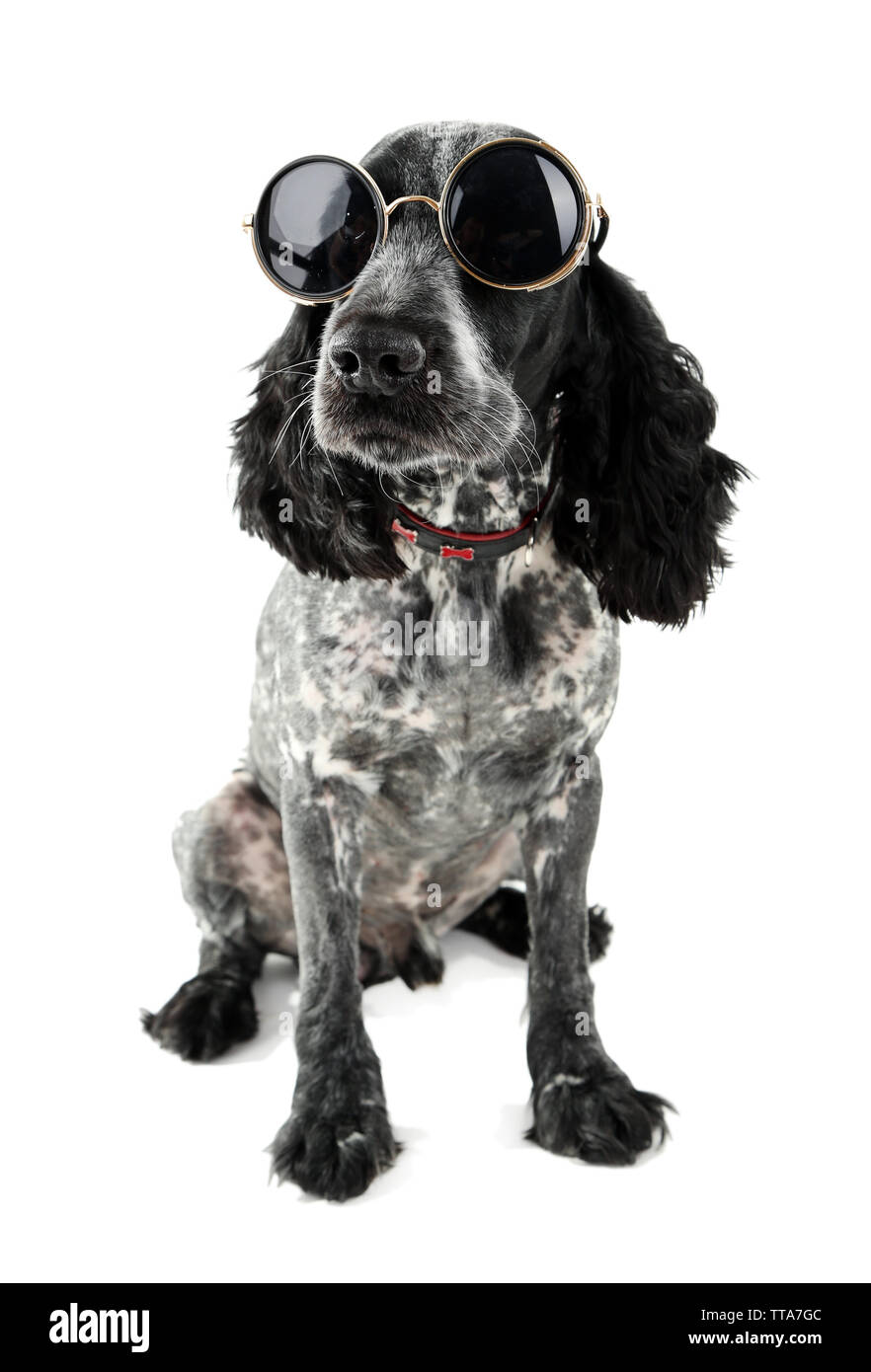 Cute dog with sunglasses isolated on white background Stock Photo - Alamy