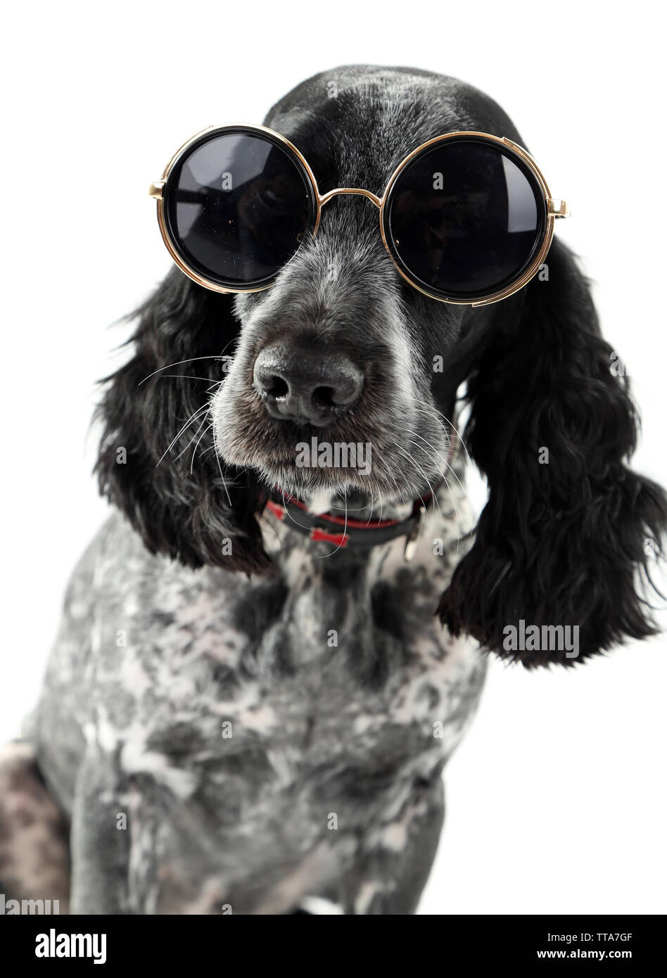 Cute dog with sunglasses isolated on white background Stock Photo - Alamy