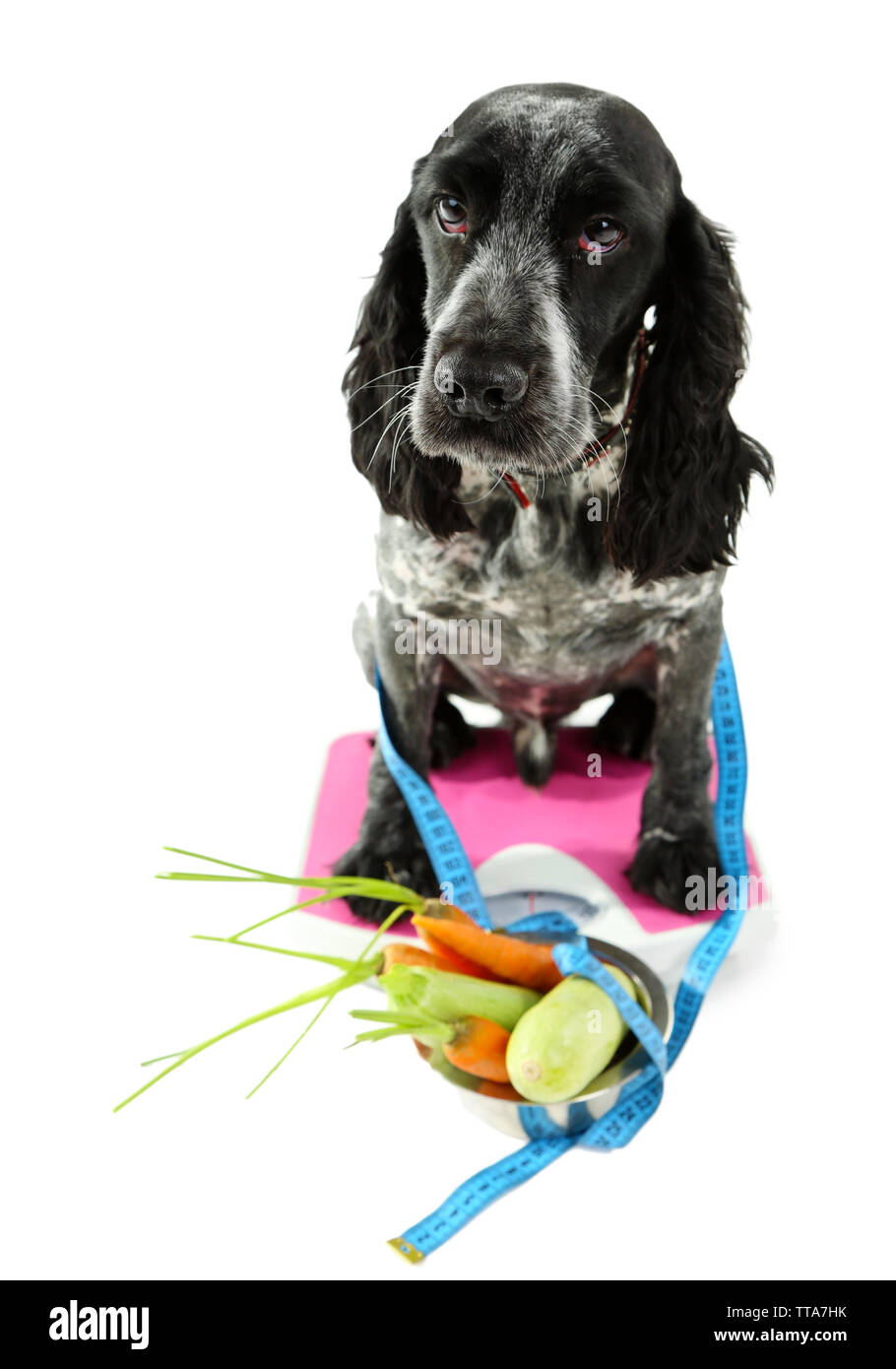 Dog on scale near bowl of fresh vegetables, isolated on white Stock Photo