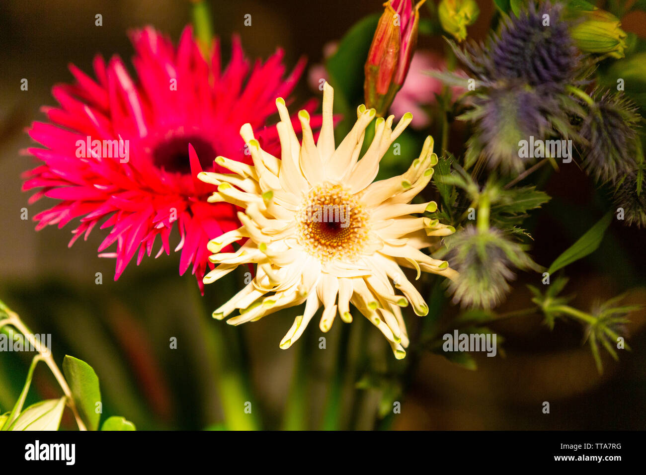 Esthetic hi-res stock photography and images - Alamy