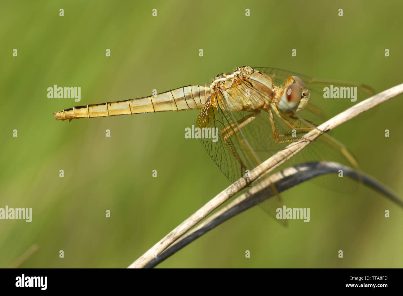 Dragonfly, Trithemis annulata. Stock Photo