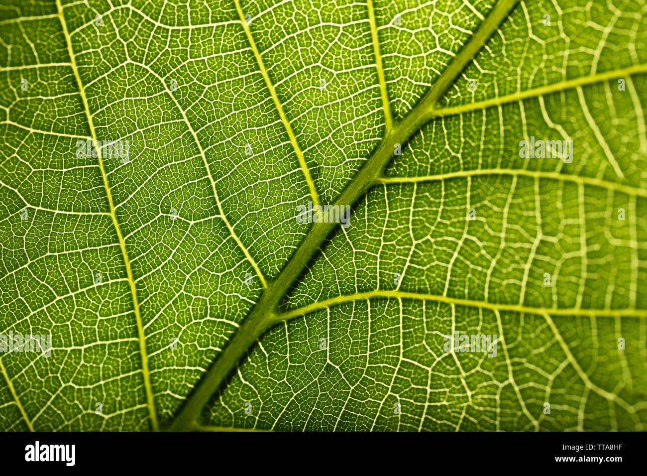 Green leaf close up Stock Photo - Alamy