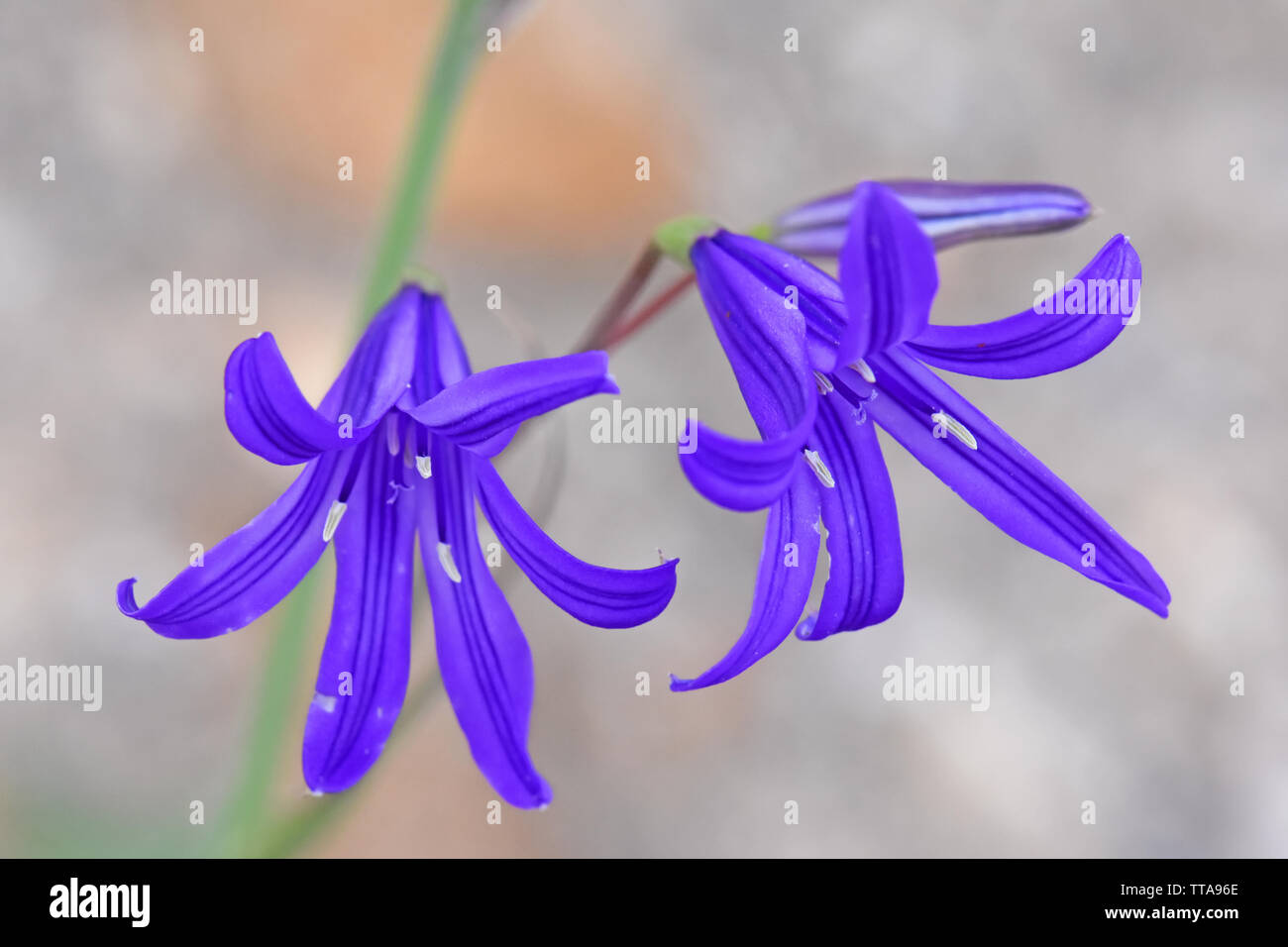 Lavender mountain lily hires stock photography and images Alamy