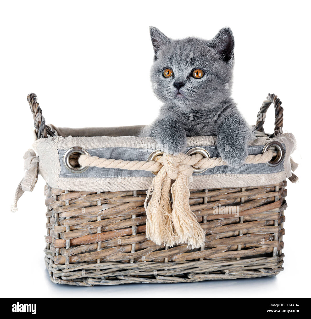 Cute gray kitten in wicker basket isolated on white Stock Photo - Alamy
