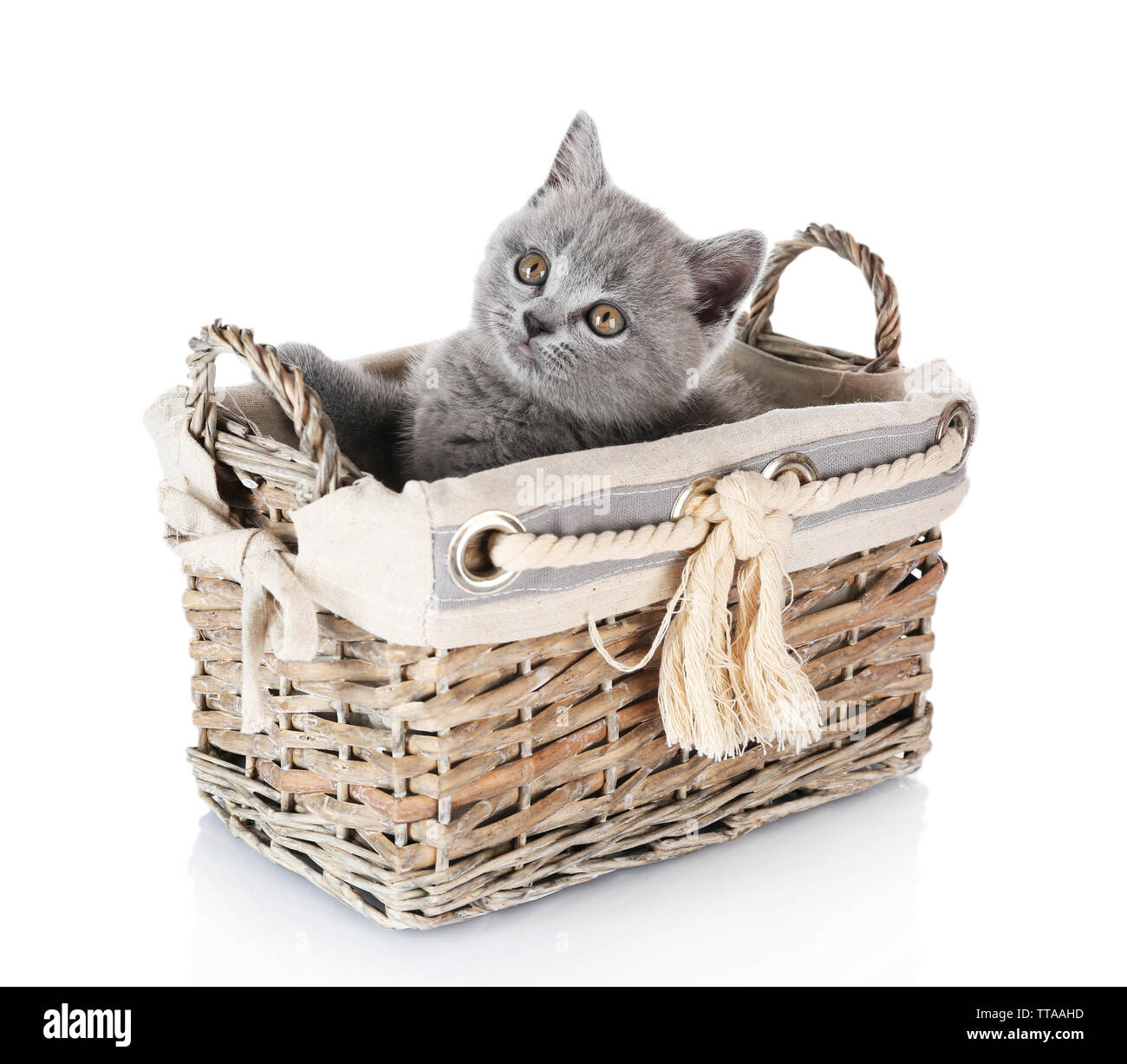 Cute gray kitten in wicker basket isolated on white Stock Photo - Alamy