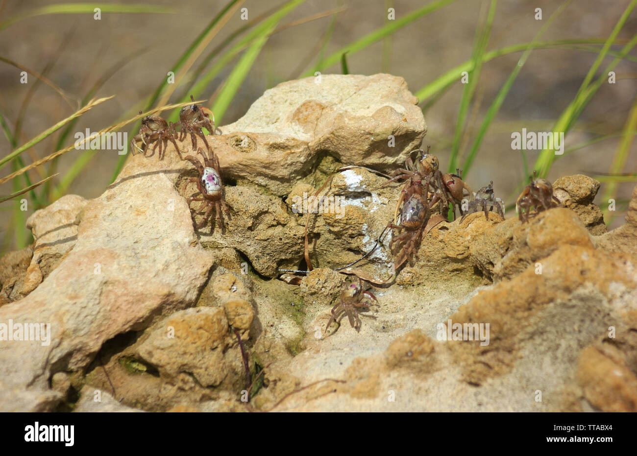 Fiddler Crabs Stock Photo