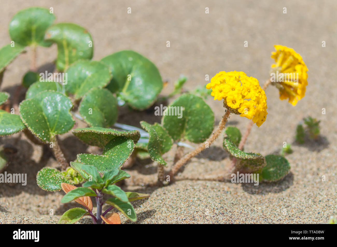 Yellow Sand Verbena (Abronia latifolia), Point Reyes National Seashore