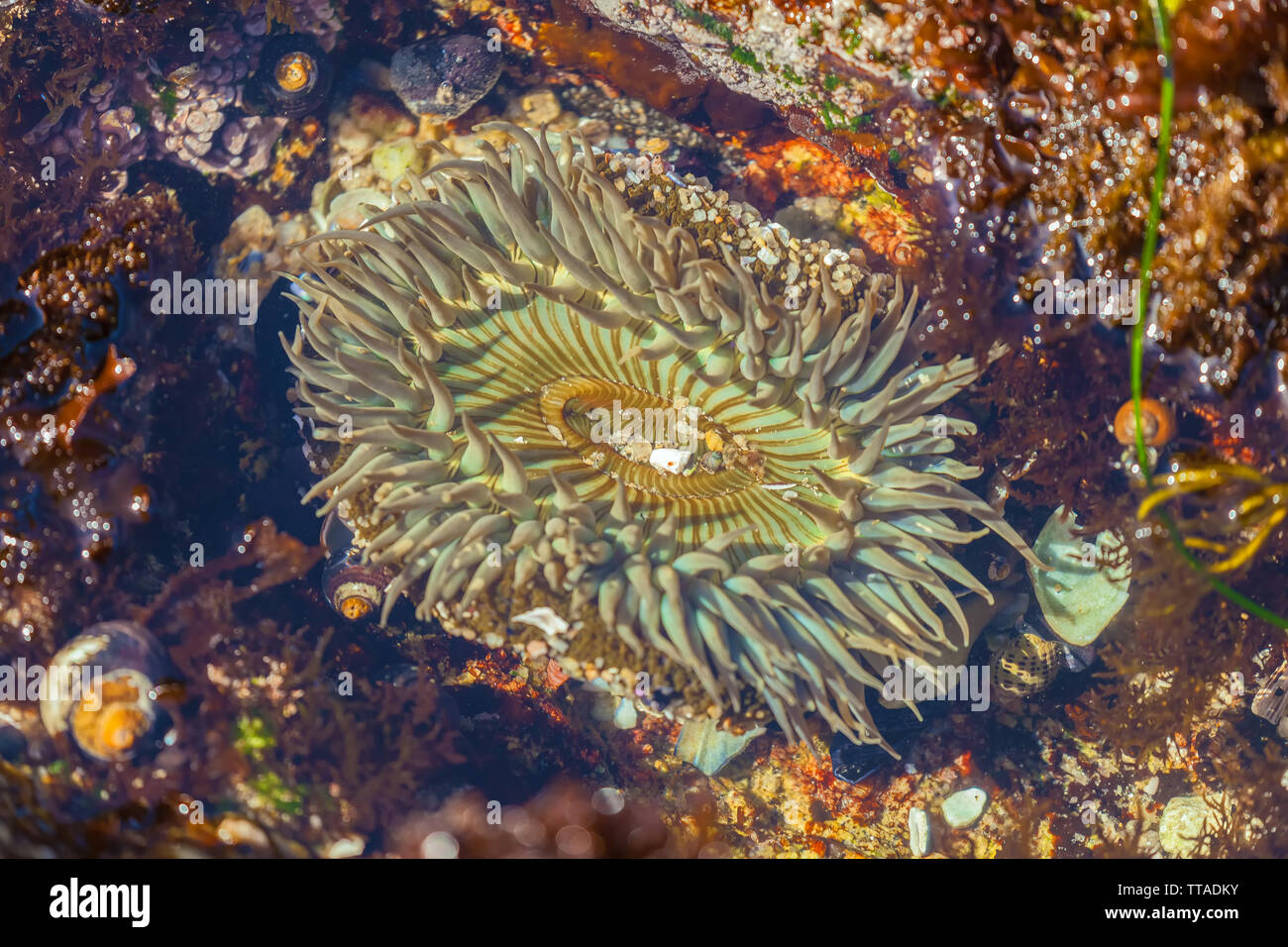 Starburst anemone (Anthopleura sola), Montery Peninsula, California, United States. Stock Photo
