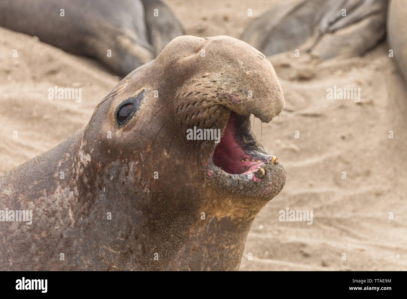 Male northern elephant seal, Mirounga angustirostris, San Simeon, California, United States. Stock Photo