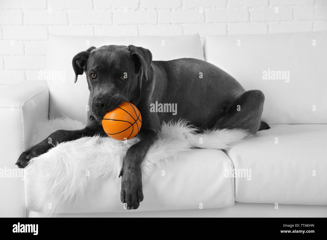 https://c8.alamy.com/comp/TTAEHN/cane-corso-italiano-dog-lying-on-sofa-with-ball-at-home-TTAEHN.jpg