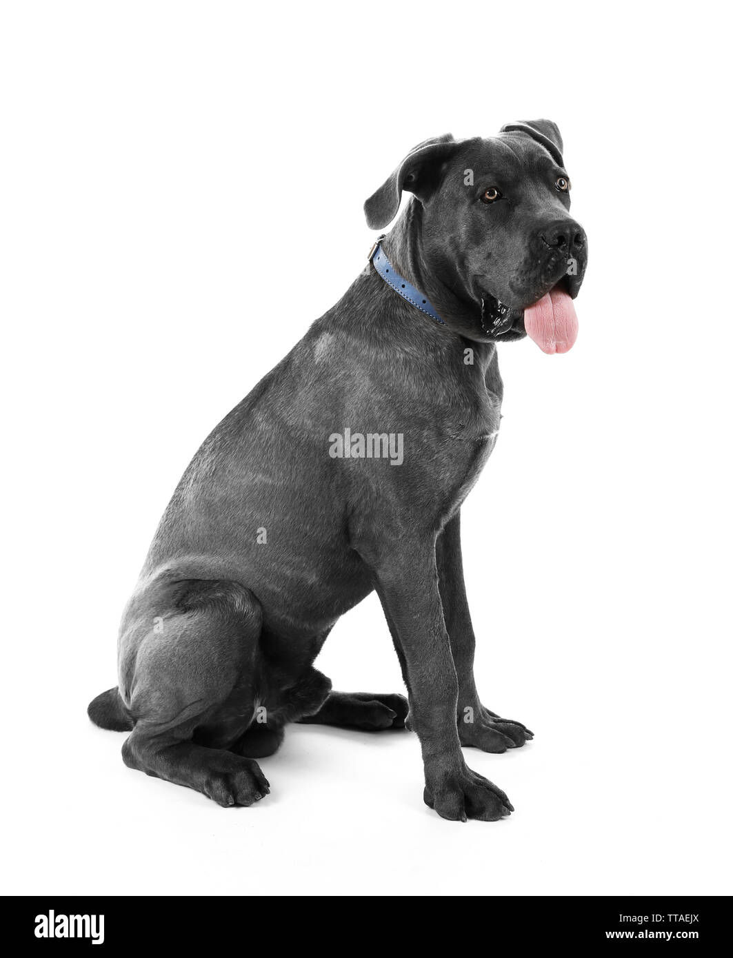 Sitting cane corso Cut Out Stock Images & Pictures Alamy